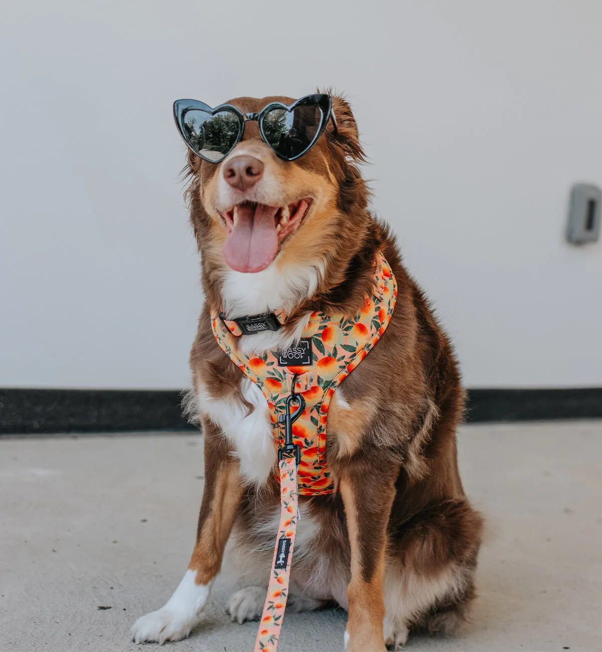 Dog Leash  - Mango Tango